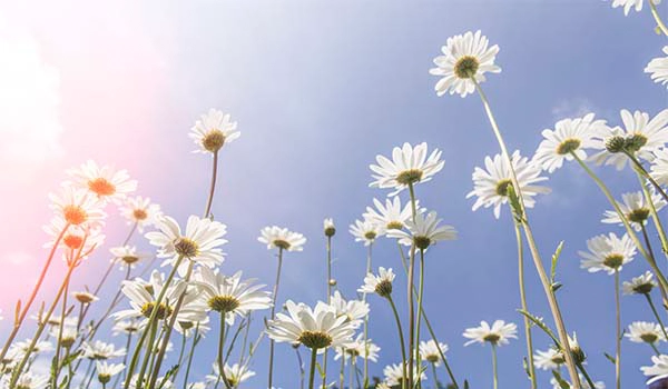 daisies